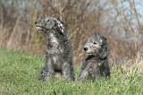 BEDLINGTON TERRIER 204